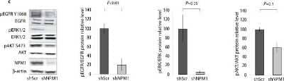 Western Blot: EGFR Antibody [NB100-596]