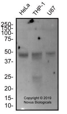 Western Blot: EGLN1/PHD2 Antibody (2445B)Azide and BSA Free [NBP2-80713]