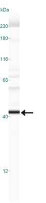 Simple Western: EGLN1/PHD2 Antibody (366G/76/3)Azide and BSA Free [NBP2-80712]