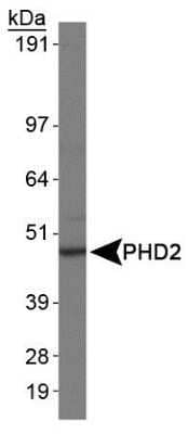 Western Blot: EGLN1/PHD2 Antibody (366G/76/3)Azide and BSA Free [NBP2-80712]