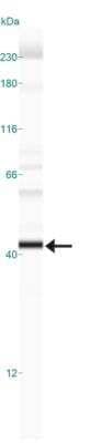 Simple Western: EGLN1/PHD2 Antibody (366G/76/3) [NBP1-30328]