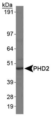 Western Blot: EGLN1/PHD2 Antibody (366G/76/3) [NBP1-30328]