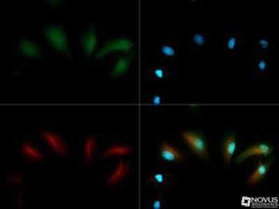 Immunocytochemistry/ Immunofluorescence: EGLN1/PHD2 Antibody [NB100-137]