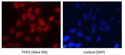 Immunocytochemistry/ Immunofluorescence: EGLN1/PHD2 Antibody [NB100-137]