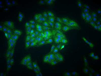 Immunocytochemistry/ Immunofluorescence: EGLN1/PHD2 Antibody - BSA Free [NB100-2219]