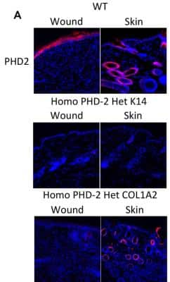 Immunohistochemistry: EGLN1/PHD2 Antibody - BSA Free [NB100-2219]