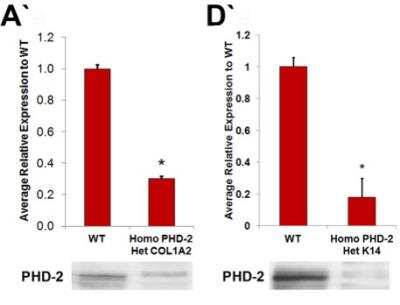 Knockdown Validated: EGLN1/PHD2 Antibody - BSA Free [NB100-2219]