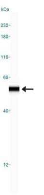 Simple Western: EGLN1/PHD2 Antibody [NB100-137]