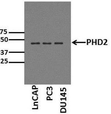 Western Blot: EGLN1/PHD2 Antibody [NB100-137]