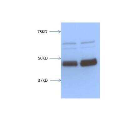 Western Blot: EGLN1/PHD2 Antibody [NB100-137]