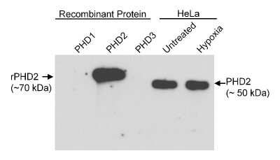 Western Blot: EGLN1/PHD2 Antibody [NB100-137]