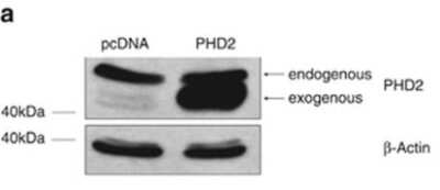 Western Blot: EGLN1/PHD2 Antibody [NB100-137]