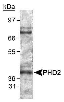 Western Blot: EGLN1/PHD2 AntibodyBSA Free [NB100-2219]