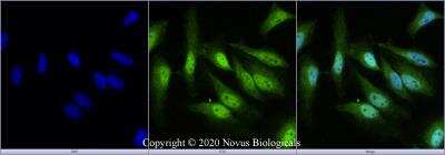 Immunocytochemistry/ Immunofluorescence: EGLN2/PHD1 Antibody - BSA Free [NBP3-05472]