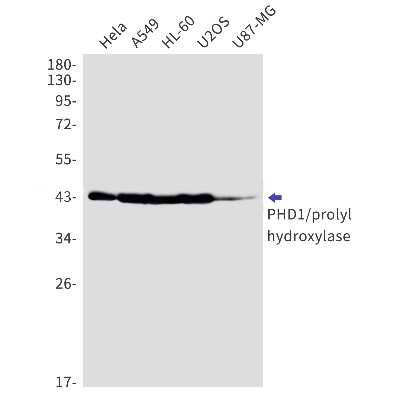 Western Blot: EGLN2/PHD1 Antibody (S01-7G1) [NBP3-15114]