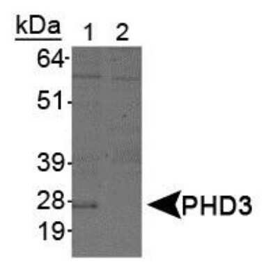 Western Blot: EGLN3/PHD3 Antibody (EG188e/d5)BSA Free [NBP1-30440]
