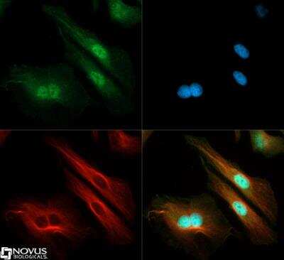 Immunocytochemistry/ Immunofluorescence: EGLN3/PHD3 Antibody - BSA Free [NB100-139]