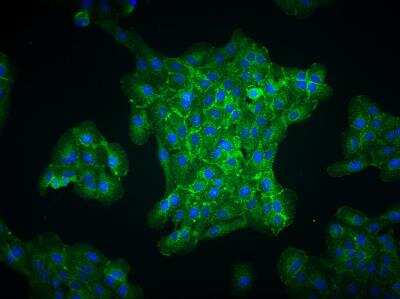 Immunocytochemistry/ Immunofluorescence: EGLN3/PHD3 Antibody - BSA Free [NB100-303]