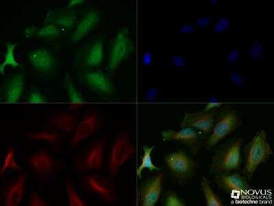 Immunocytochemistry/ Immunofluorescence: EGLN3/PHD3 Antibody - BSA Free [NB100-303]