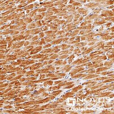 Immunohistochemistry-Paraffin: EGLN3/PHD3 Antibody - BSA Free [NB100-303]