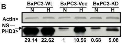 Knockdown Validated: EGLN3/PHD3 Antibody - BSA Free [NB100-139]