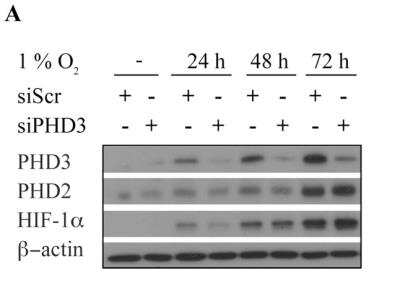 Knockdown Validated: EGLN3/PHD3 Antibody - BSA Free [NB100-139]