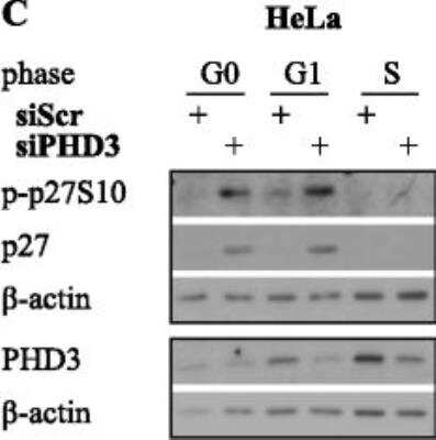 Knockdown Validated: EGLN3/PHD3 Antibody - BSA Free [NB100-139]