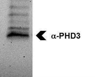 Western Blot: EGLN3/PHD3 AntibodyBSA Free [NB100-139]
