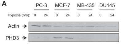 Western Blot: EGLN3/PHD3 AntibodyBSA Free [NB100-139]
