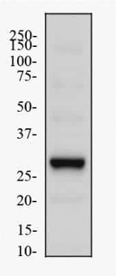 Western Blot: EGLN3/PHD3 AntibodyBSA Free [NB100-303]