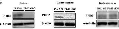 Western Blot: EGLN3/PHD3 AntibodyBSA Free [NB100-303]
