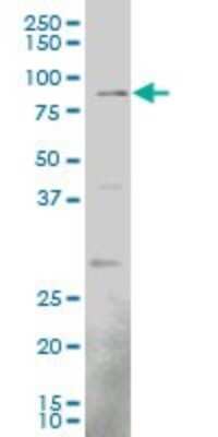 Western Blot: EGR1 Antibody (1F5) [H00001958-M08]