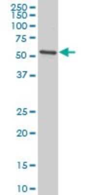 Western Blot: EGR1 Antibody (3C7) [H00001958-M06]