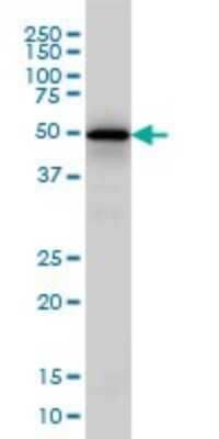 Western Blot: EGR1 Antibody (3G3) [H00001958-M07]