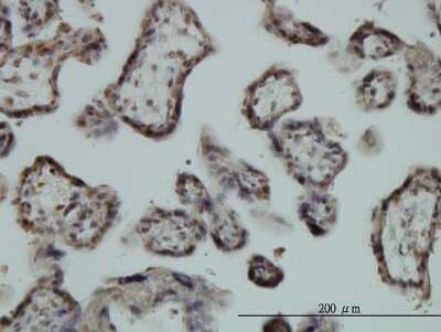 Immunohistochemistry-Paraffin: EGR1 Antibody (6E8) [H00001958-M03]
