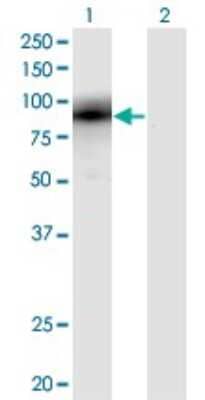 Western Blot: EGR1 Antibody (6E8) [H00001958-M03]