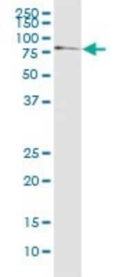 Western Blot: EGR1 Antibody (6E8) [H00001958-M03]