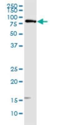 Western Blot: EGR1 Antibody (6E8) [H00001958-M03]