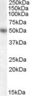 Western Blot: EGR4 Antibody [NBP1-06032]