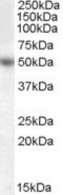 Western Blot: EGR4 Antibody [NBP1-06032]