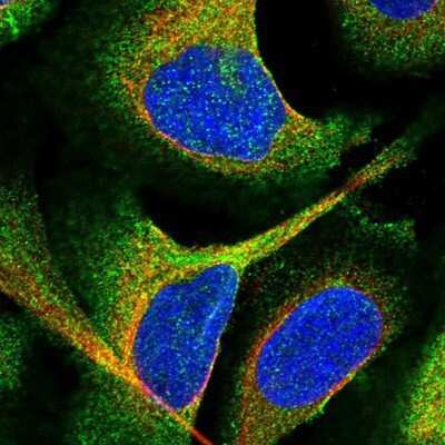 Immunocytochemistry/ Immunofluorescence: EHBP1 Antibody [NBP1-93614]