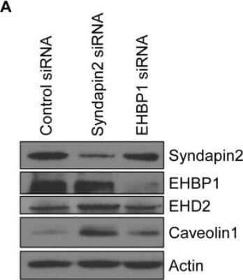 Western Blot: EHBP1 Antibody [NBP1-93614]