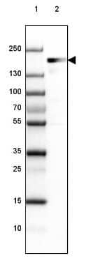 Western Blot: EHBP1 Antibody [NBP1-93615]