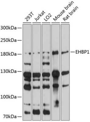 Western Blot: EHBP1 AntibodyBSA Free [NBP2-92579]