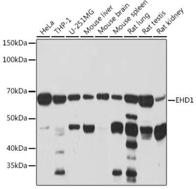 Western Blot: EHD1 Antibody (5S4P9) [NBP3-16201]