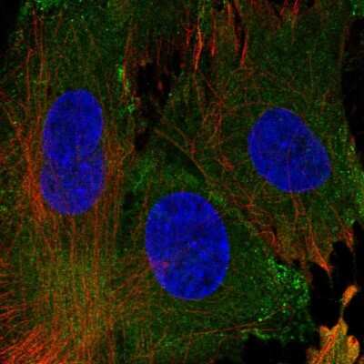 Immunocytochemistry/ Immunofluorescence: EHD1 Antibody [NBP2-56412]