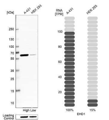 Western Blot: EHD1 Antibody [NBP2-56035]