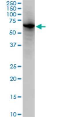 Western Blot: EHD2 Antibody (1F1) [H00030846-M02]