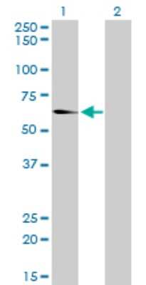 Western Blot: EHD2 Antibody (2D8) [H00030846-M01]