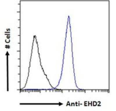 Flow Cytometry: EHD2 Antibody [NB100-1458]